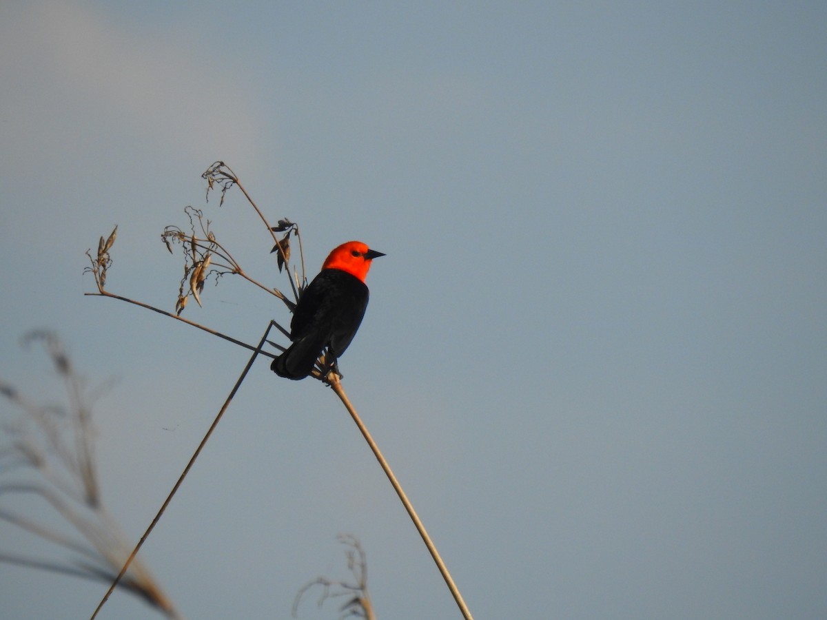 Scarlet-headed Blackbird - ML620793116