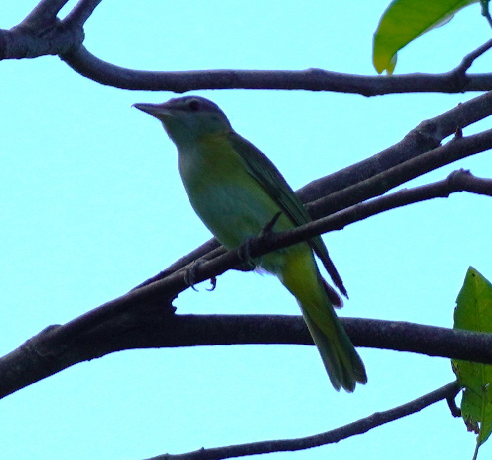 Yellow-green Vireo - ML620793119