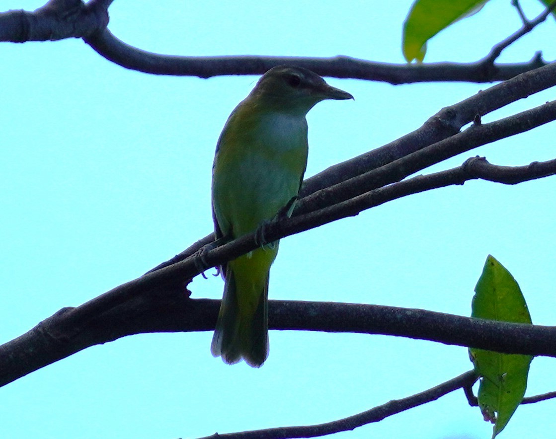 Yellow-green Vireo - Brian Rapoza