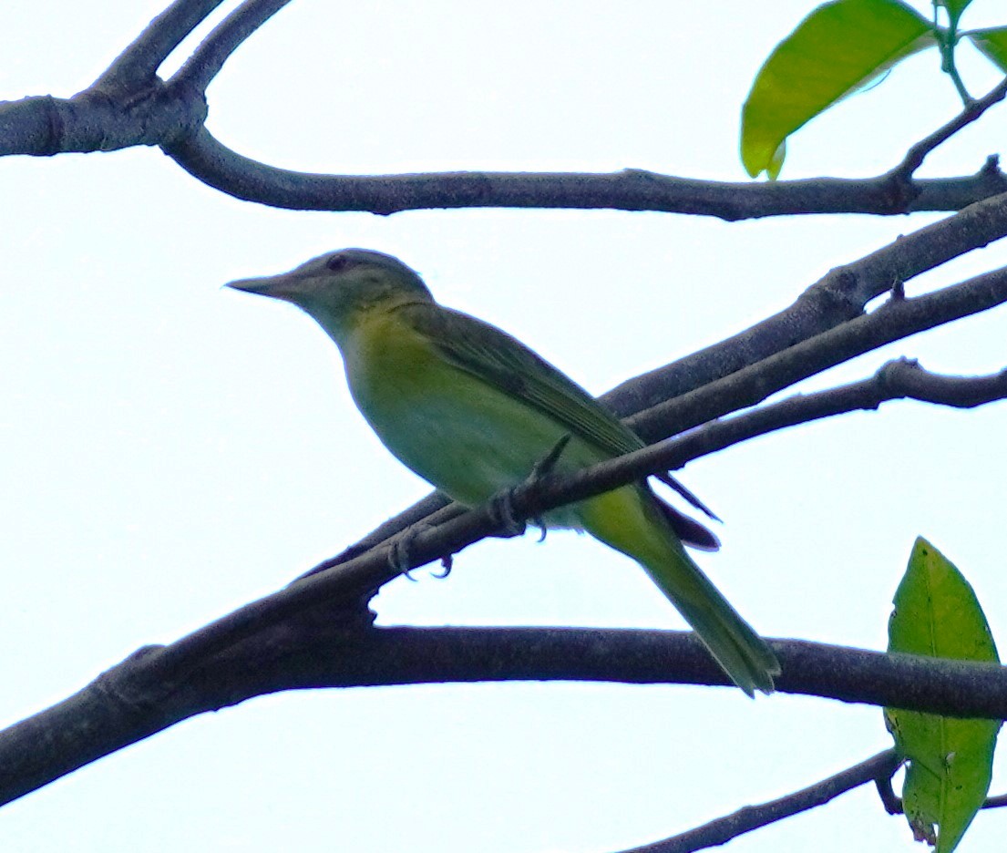 gulsidevireo - ML620793121