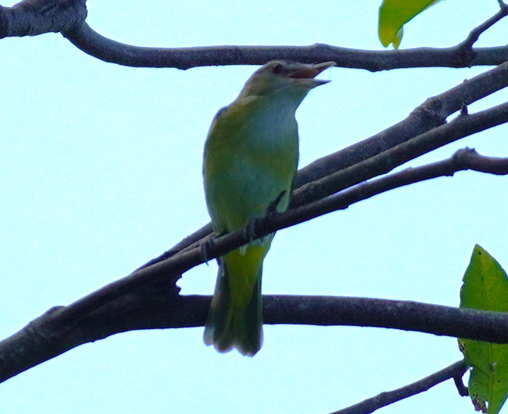 Yellow-green Vireo - ML620793122