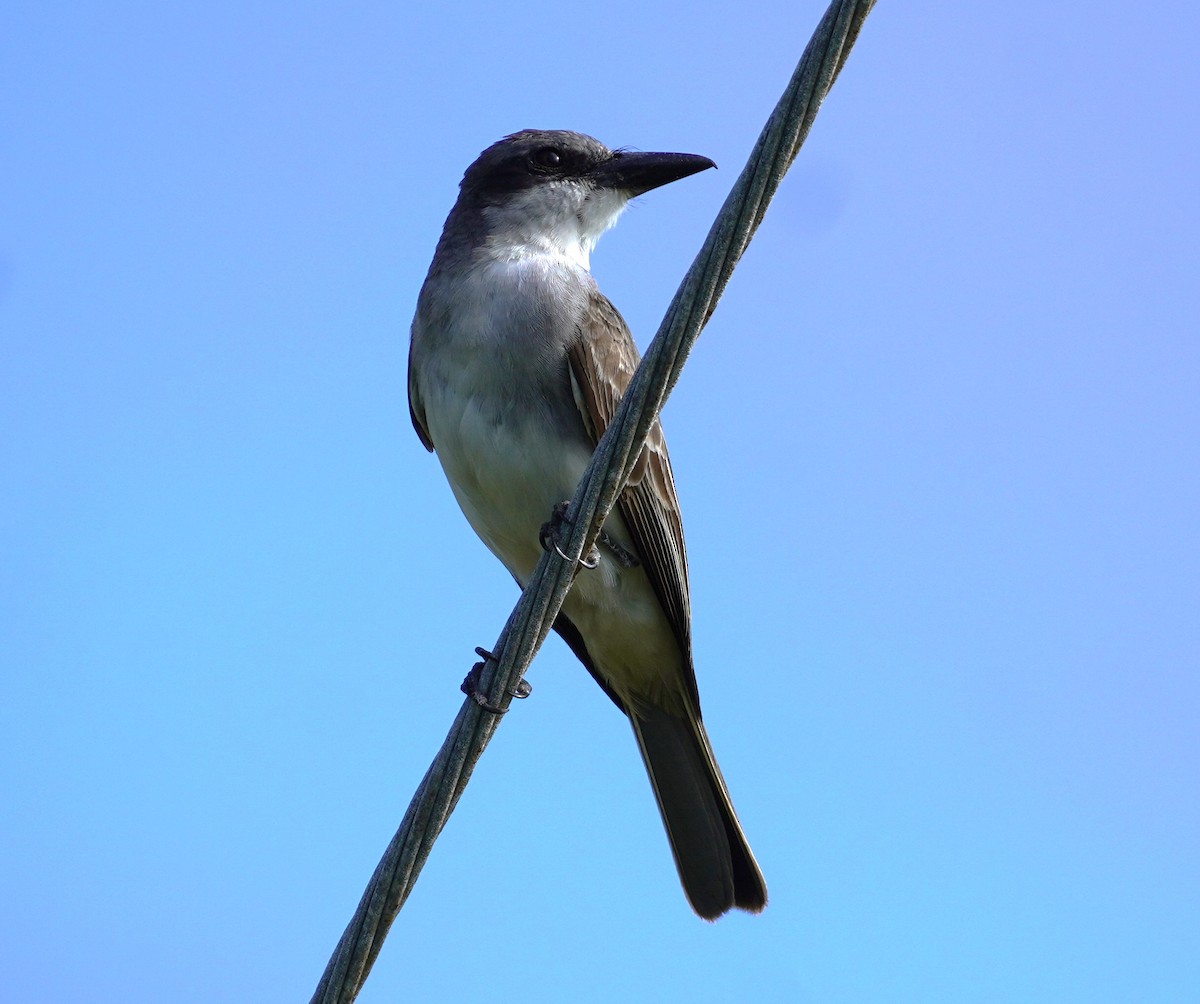 Gray Kingbird - ML620793130