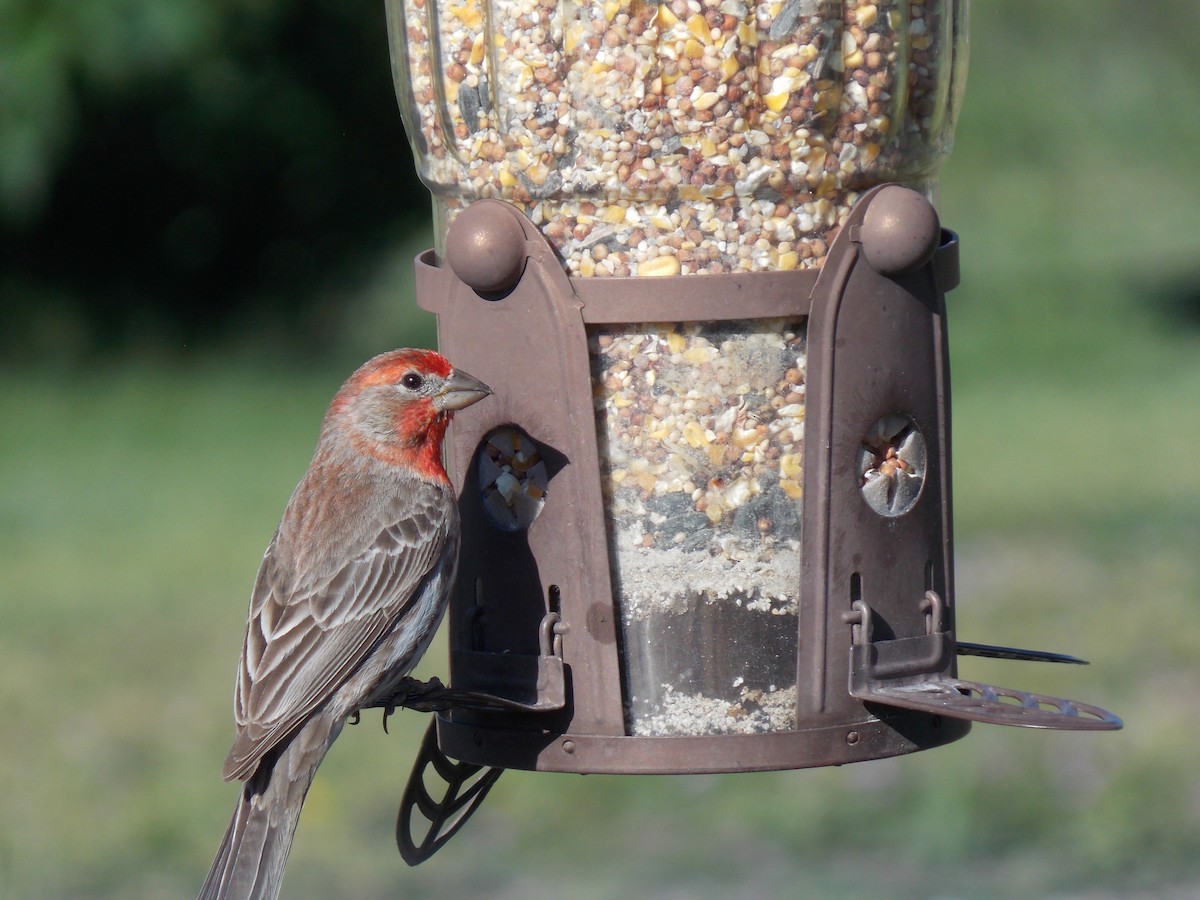 House Finch - Dargan Jaeger