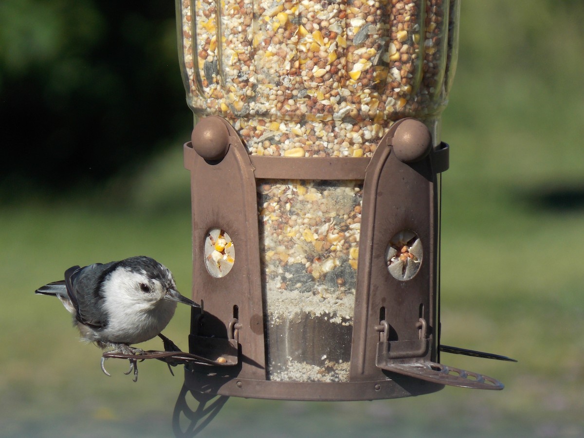 White-breasted Nuthatch - ML620793136