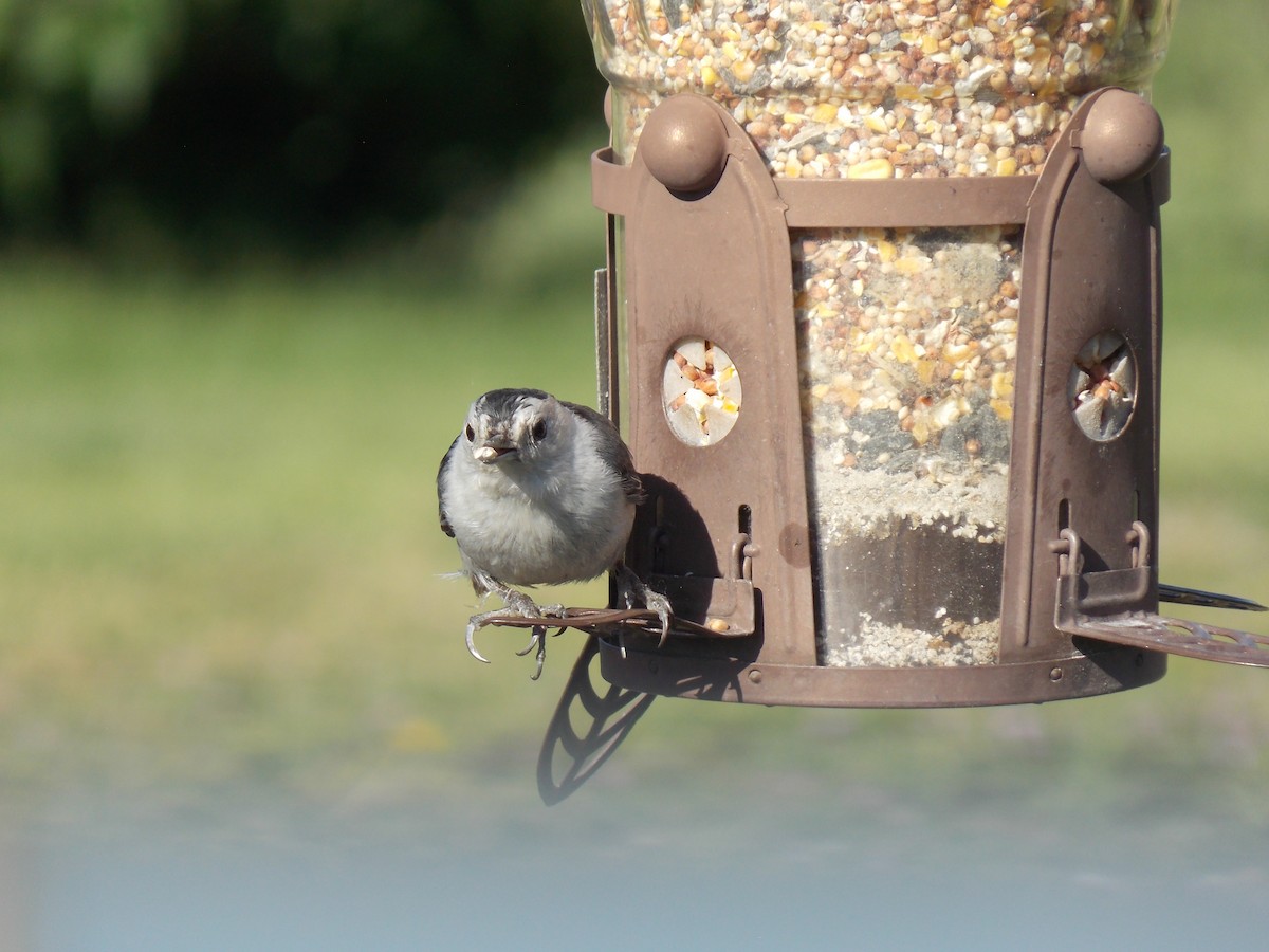 White-breasted Nuthatch - ML620793137