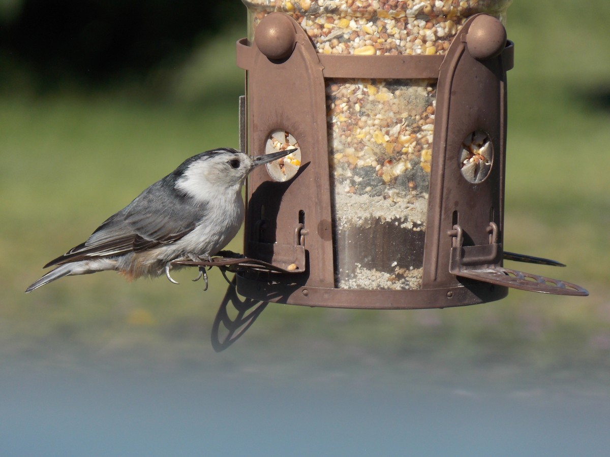 White-breasted Nuthatch - ML620793138