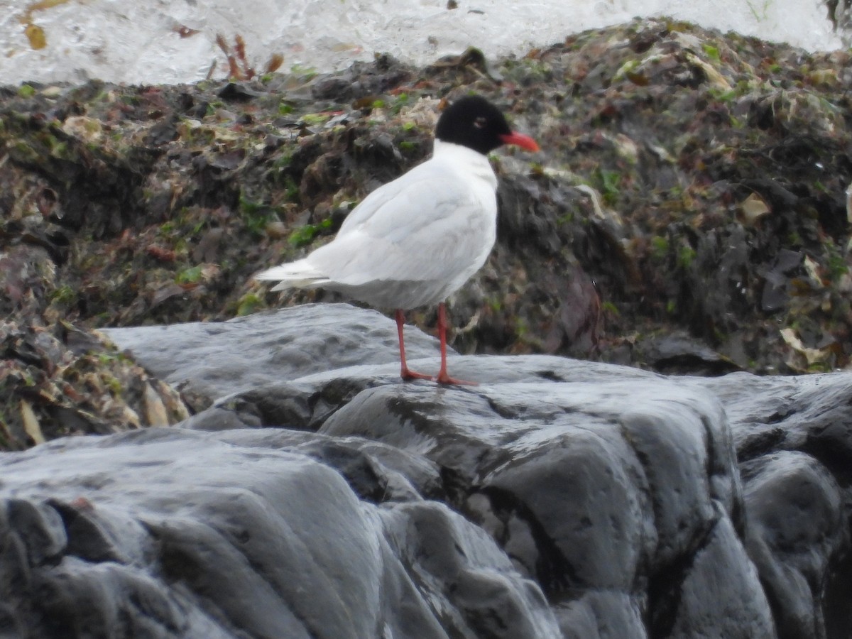 Mediterranean Gull - ML620793141