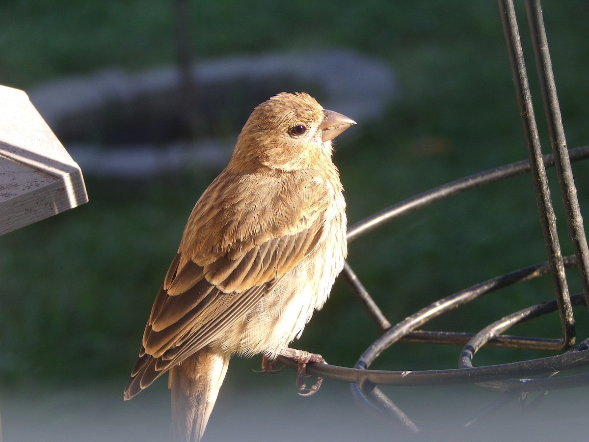 House Finch - Texas Bird Family