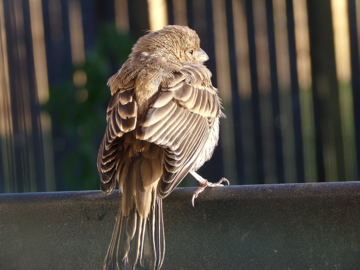 House Finch - ML620793161