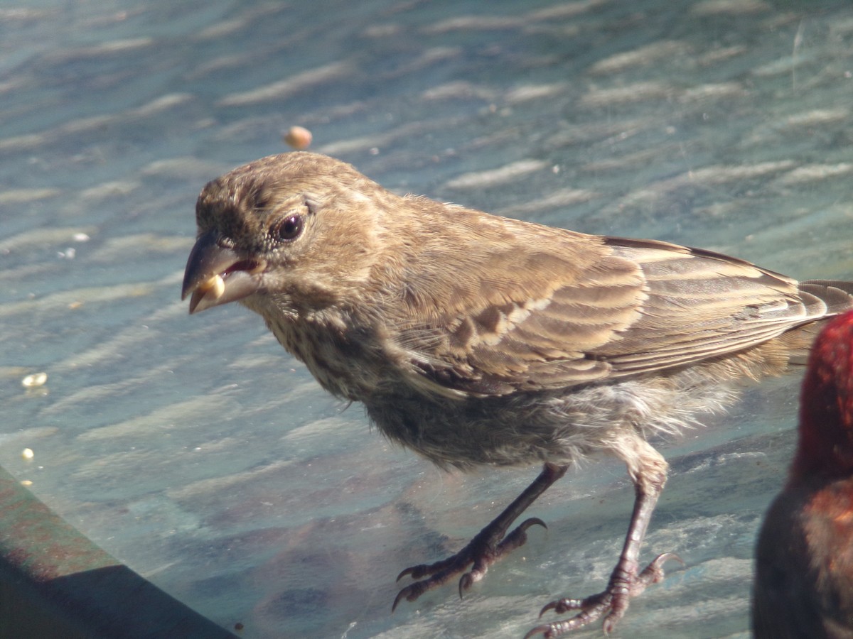 House Finch - ML620793162