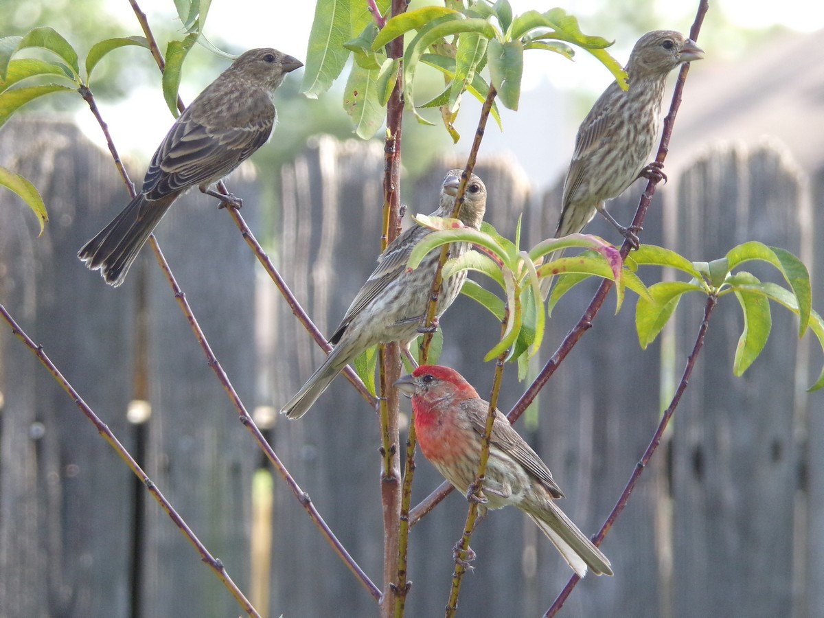 House Finch - Texas Bird Family