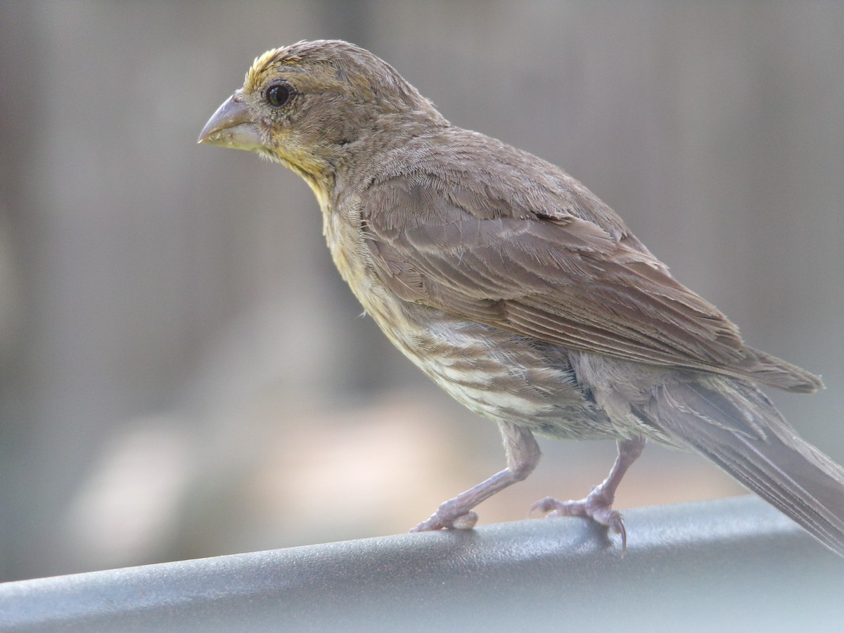 House Finch - ML620793164