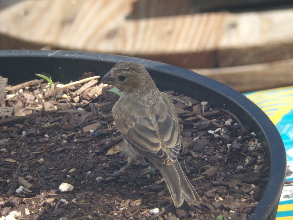 House Finch - ML620793166