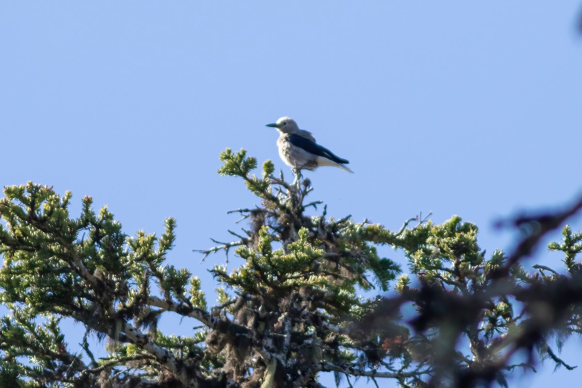 Clark's Nutcracker - ML620793178