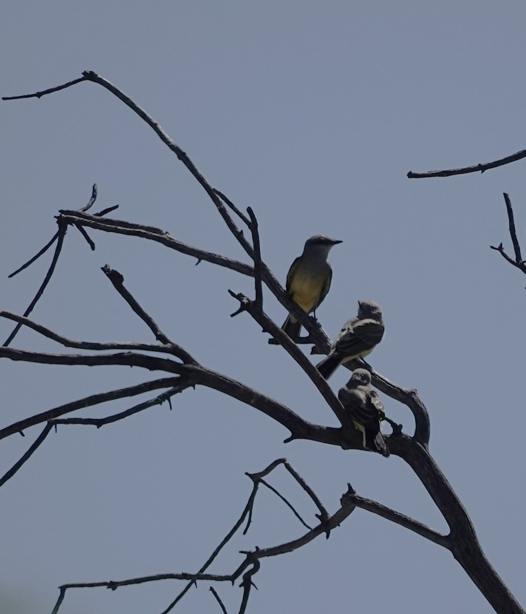 Western Kingbird - ML620793179