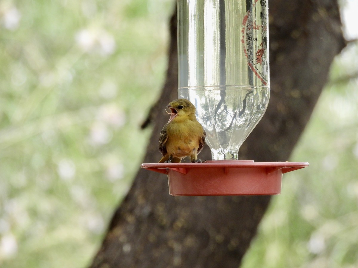 Hooded Oriole - Fritz Davis