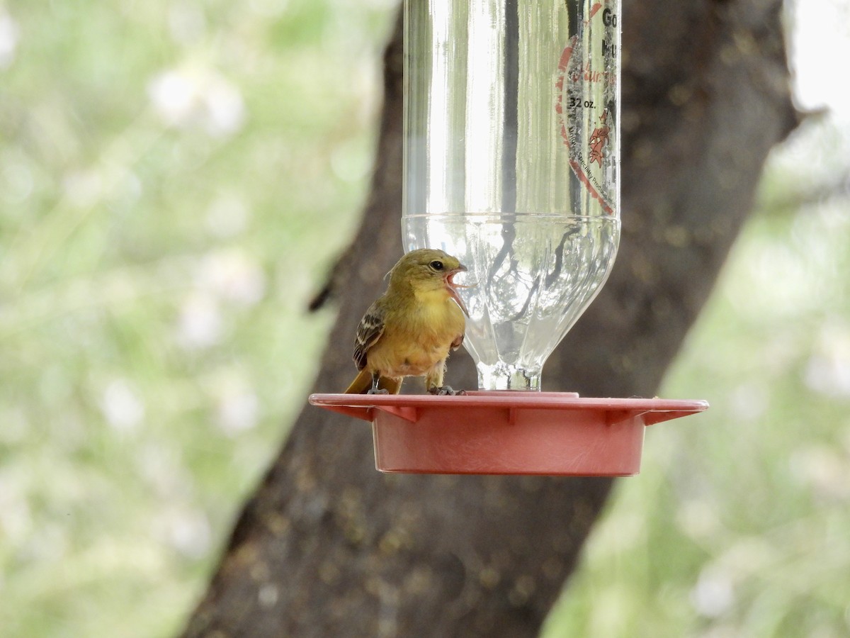 Hooded Oriole - ML620793181