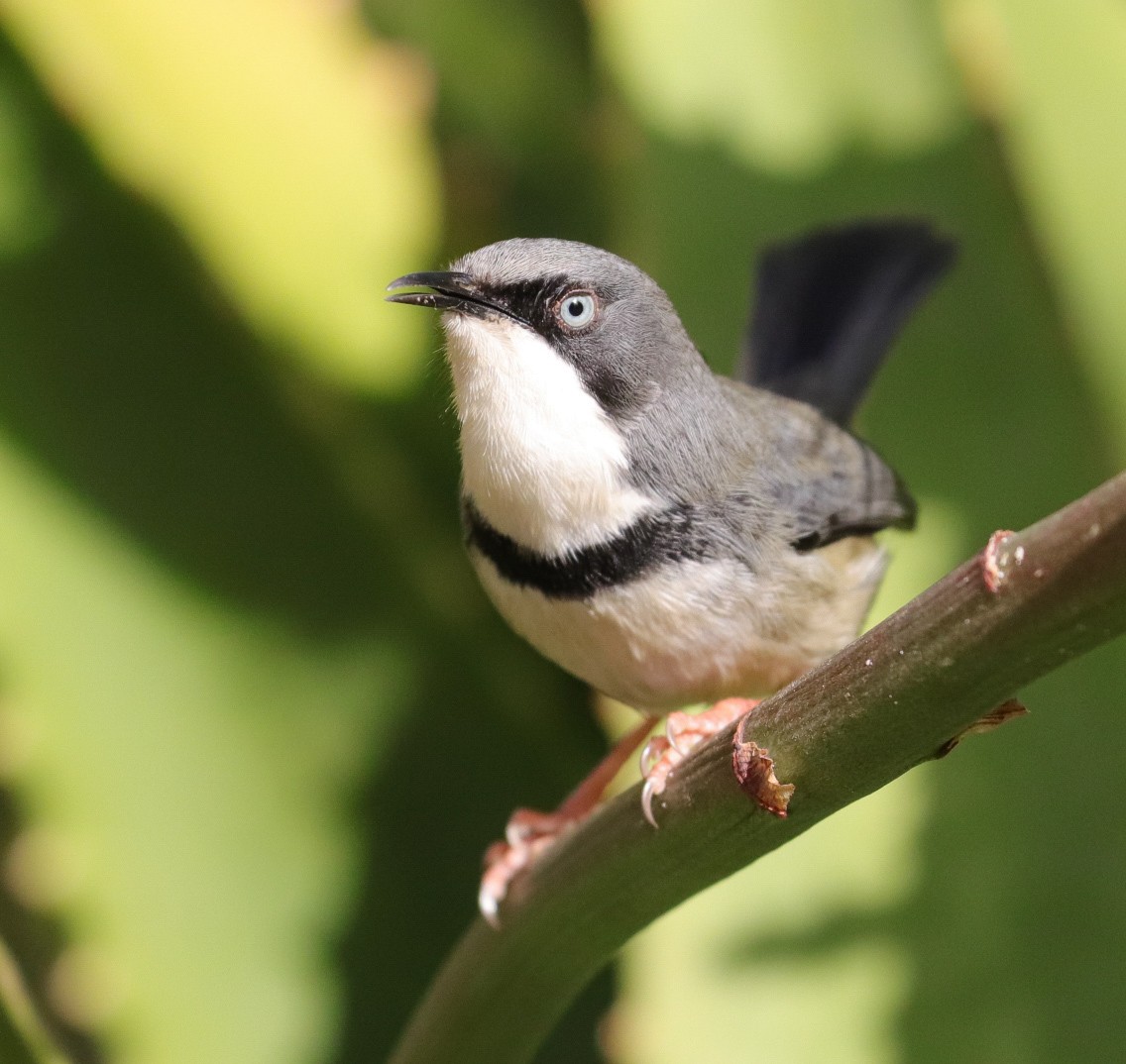 Apalis Acollarado - ML620793189