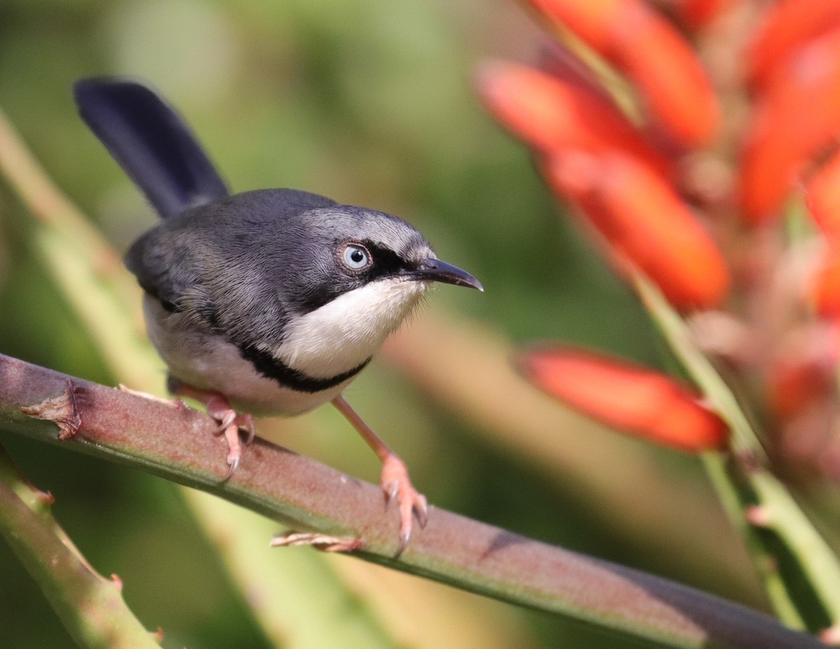 Apalis Acollarado - ML620793191