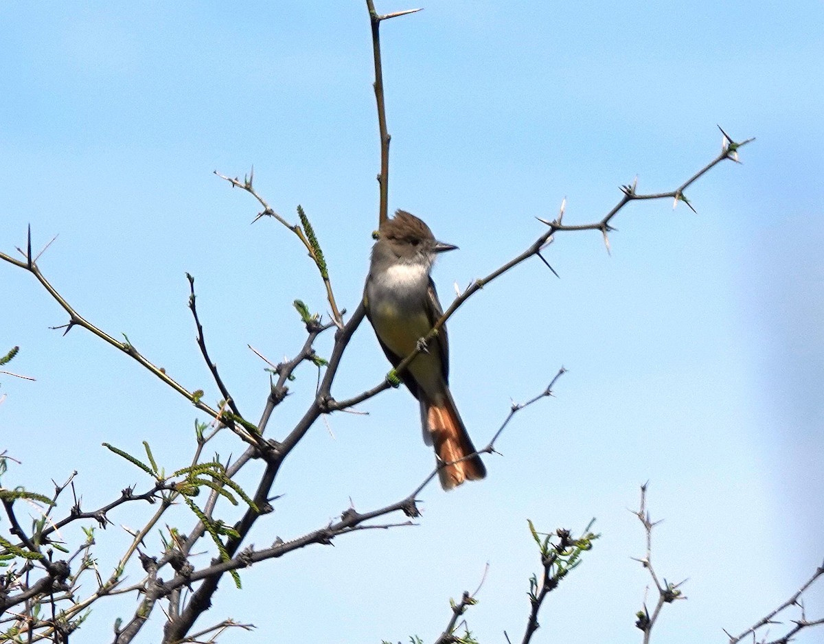 Ash-throated Flycatcher - ML620793193