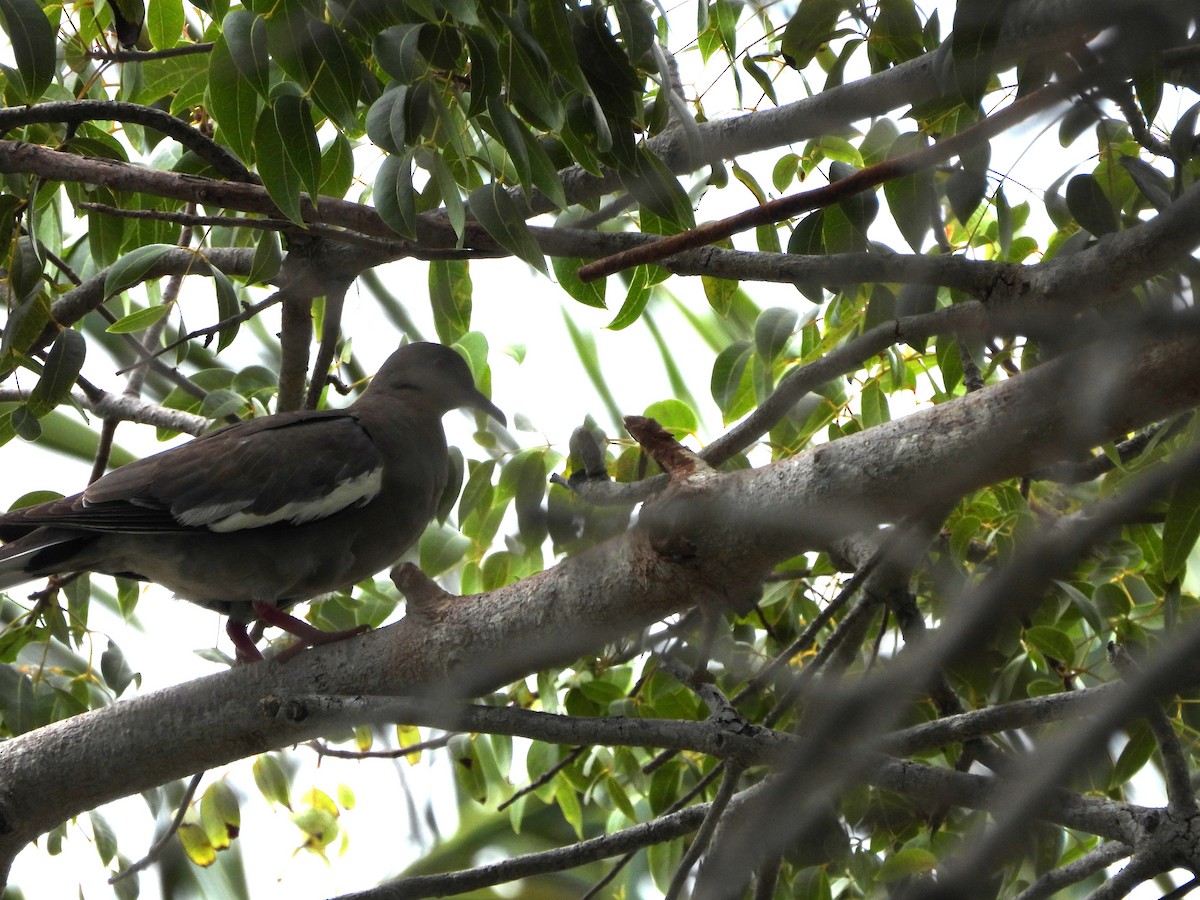 White-winged Dove - ML620793196