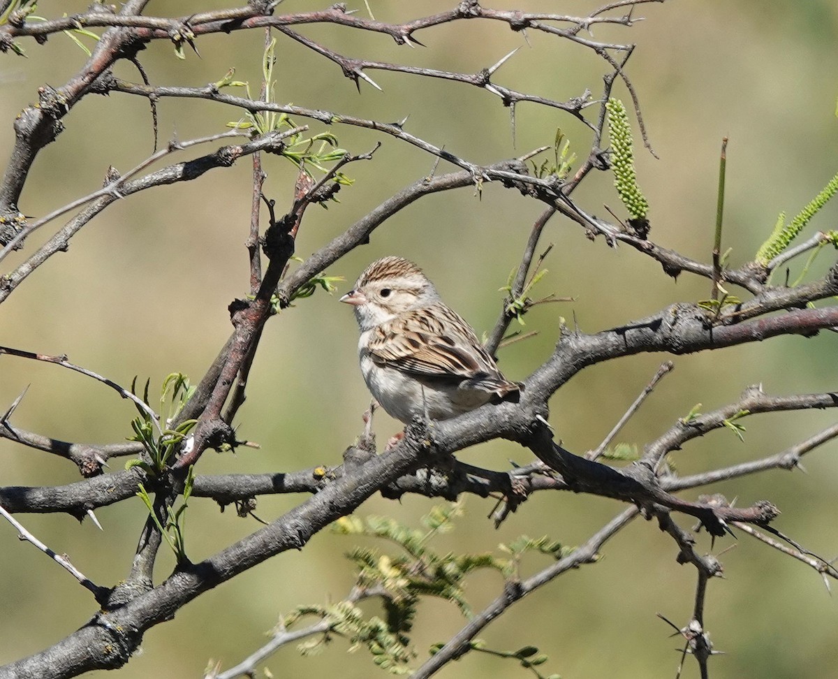 Clay-colored Sparrow - ML620793212