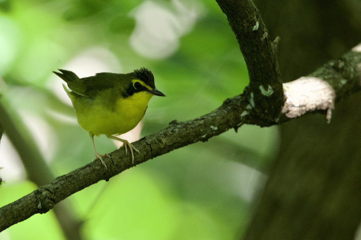 Kentucky Warbler - ML620793216