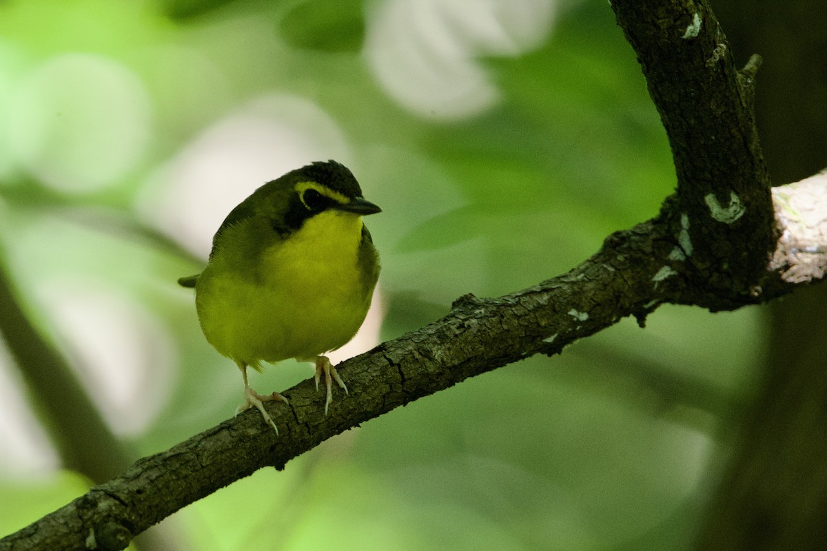 Kentucky Warbler - ML620793217