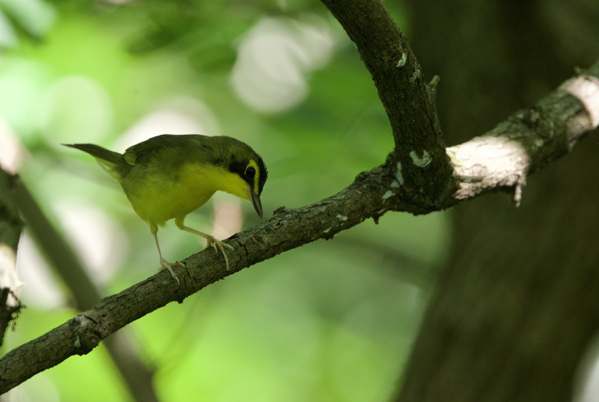 Kentucky Warbler - Steve Bielamowicz