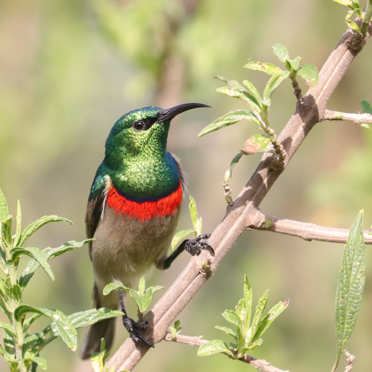 Southern Double-collared Sunbird - ML620793219