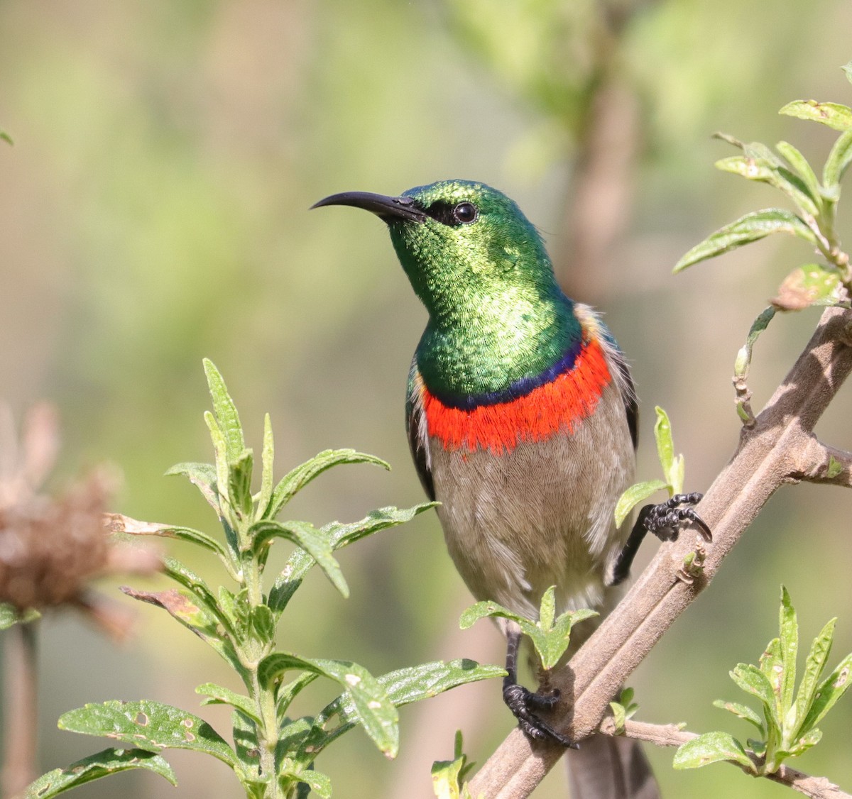 Southern Double-collared Sunbird - ML620793220