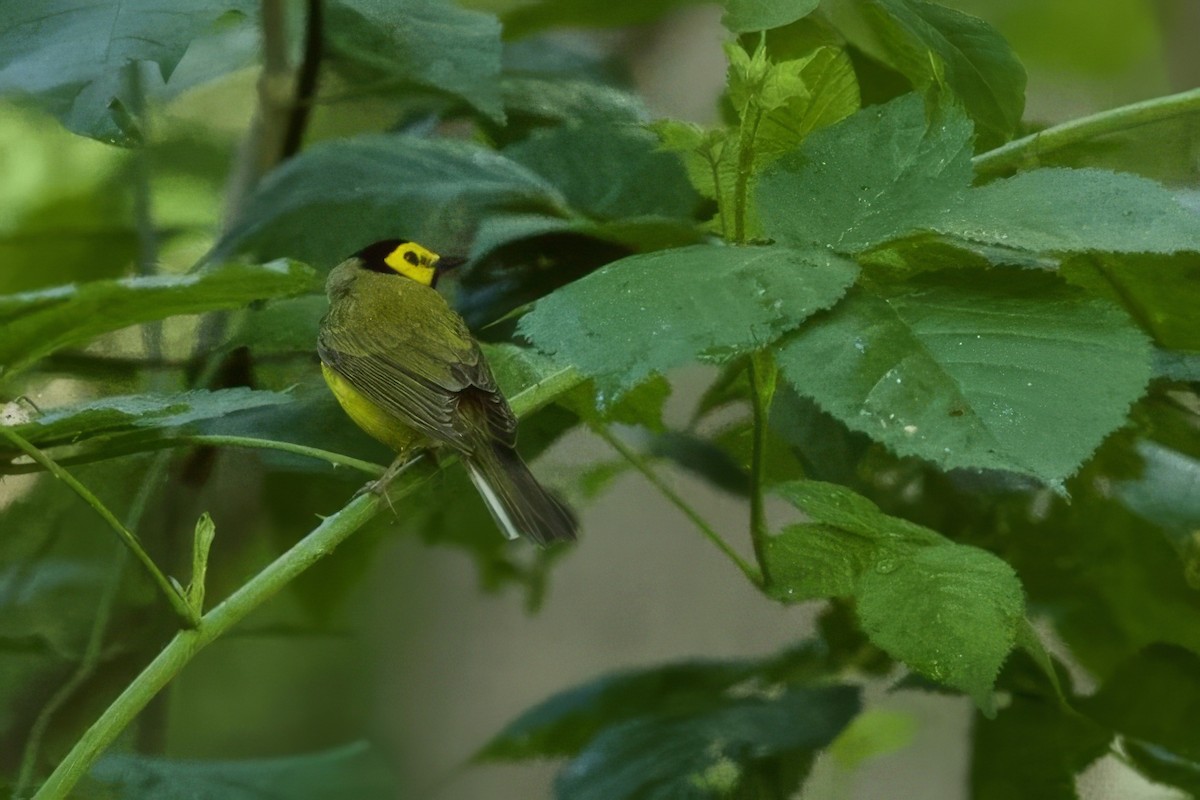 Hooded Warbler - ML620793222