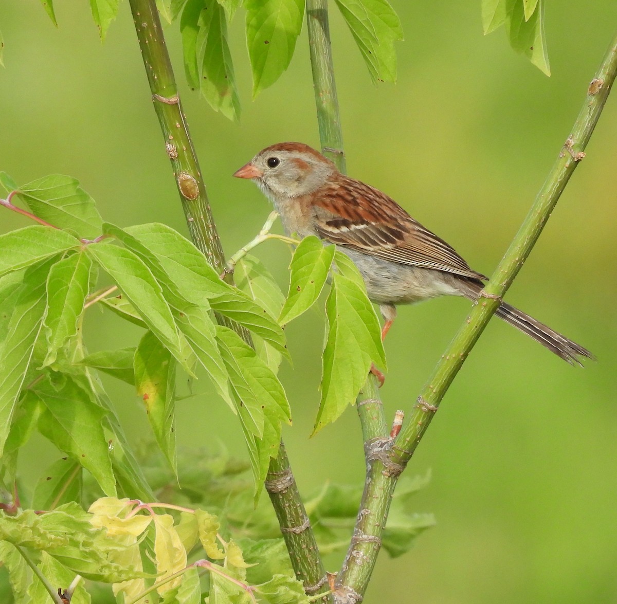 Field Sparrow - ML620793224