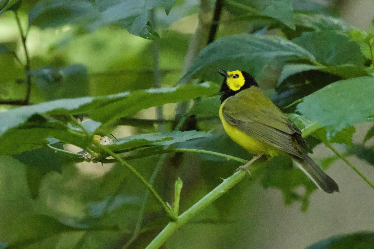 Hooded Warbler - ML620793225