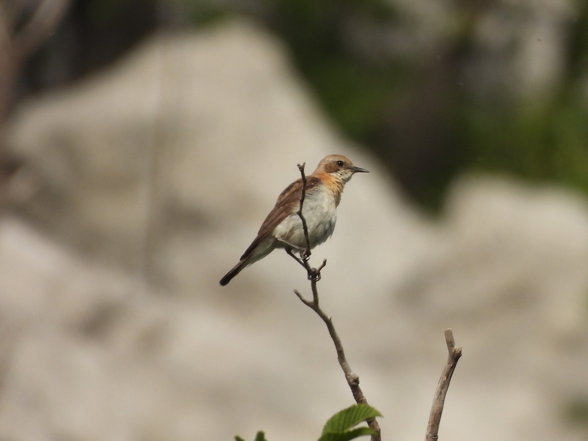 Eastern Black-eared Wheatear - ML620793227