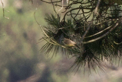 Vermilion Flycatcher - ML620793229