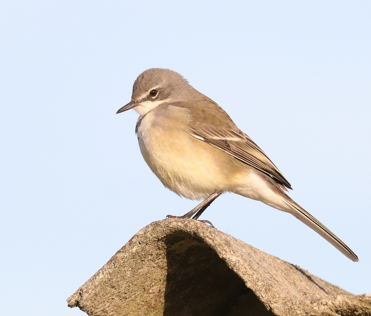 Cape Wagtail - ML620793230