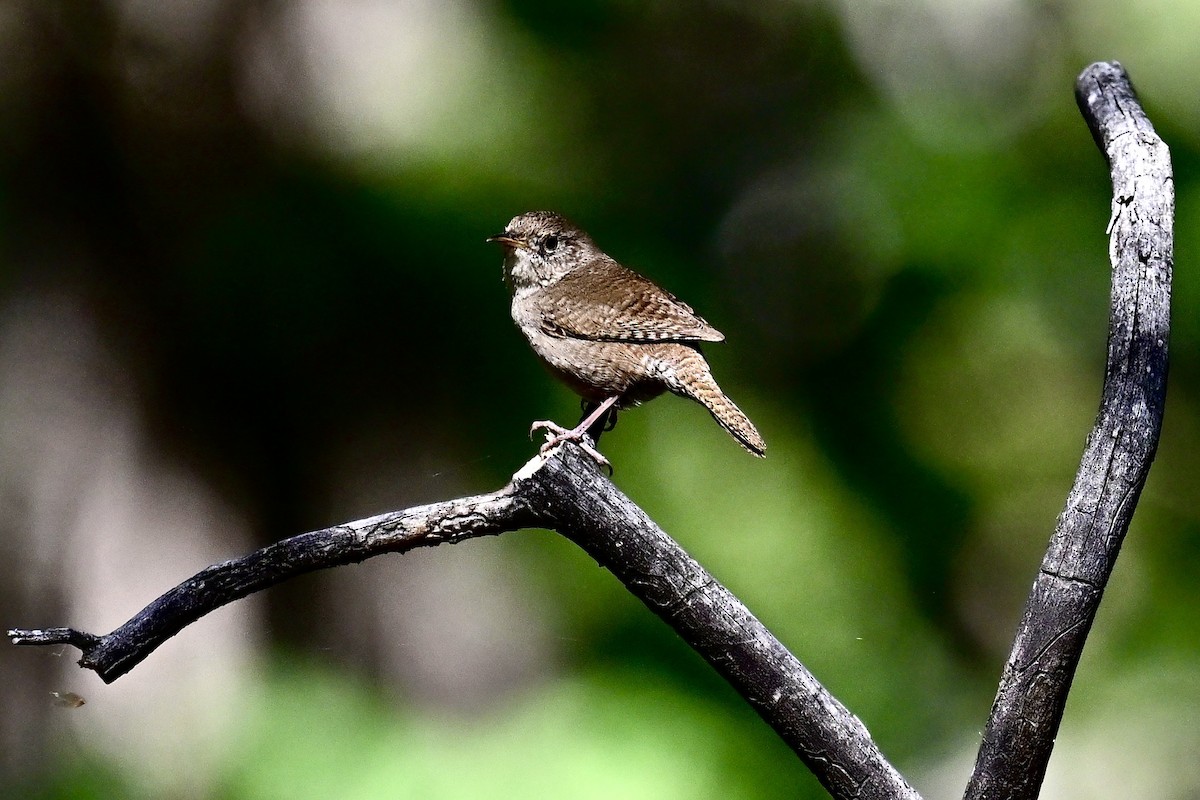 House Wren - ML620793231