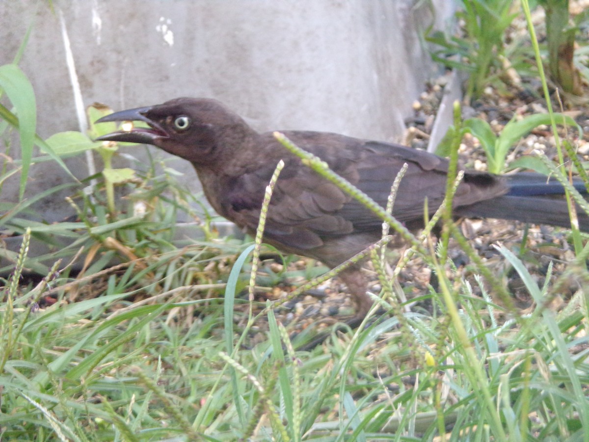 Common Grackle - ML620793238