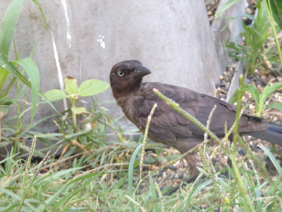 Common Grackle - Texas Bird Family