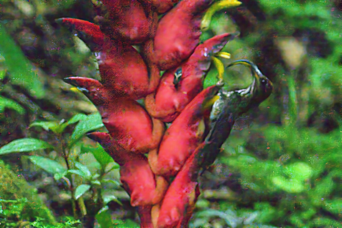 kolibřík orlozobec - ML620793242