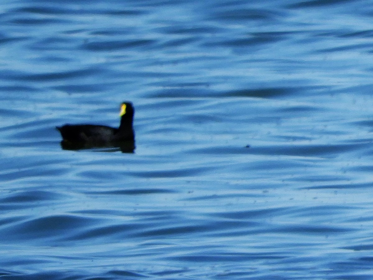 White-winged Coot - ML620793256