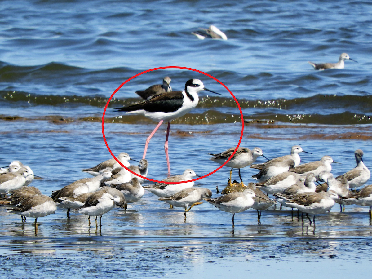 Black-necked Stilt - ML620793263