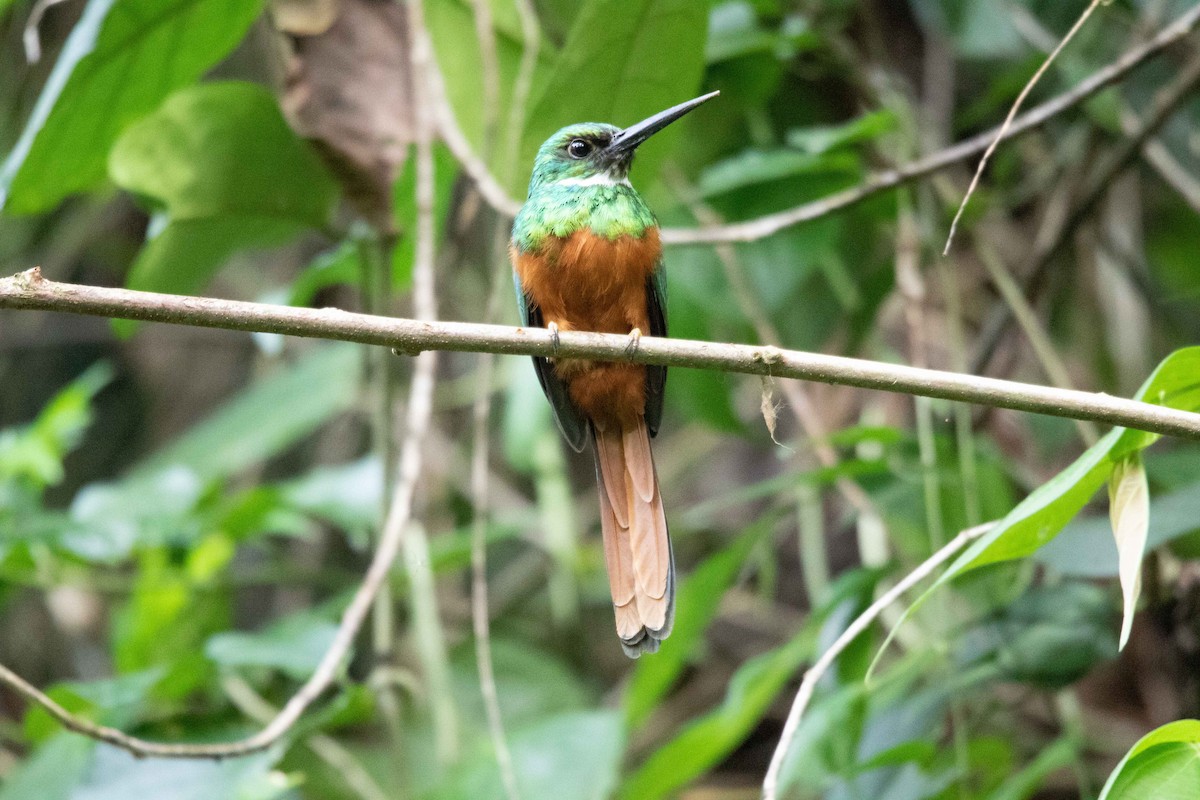 Rufous-tailed Jacamar - ML620793276