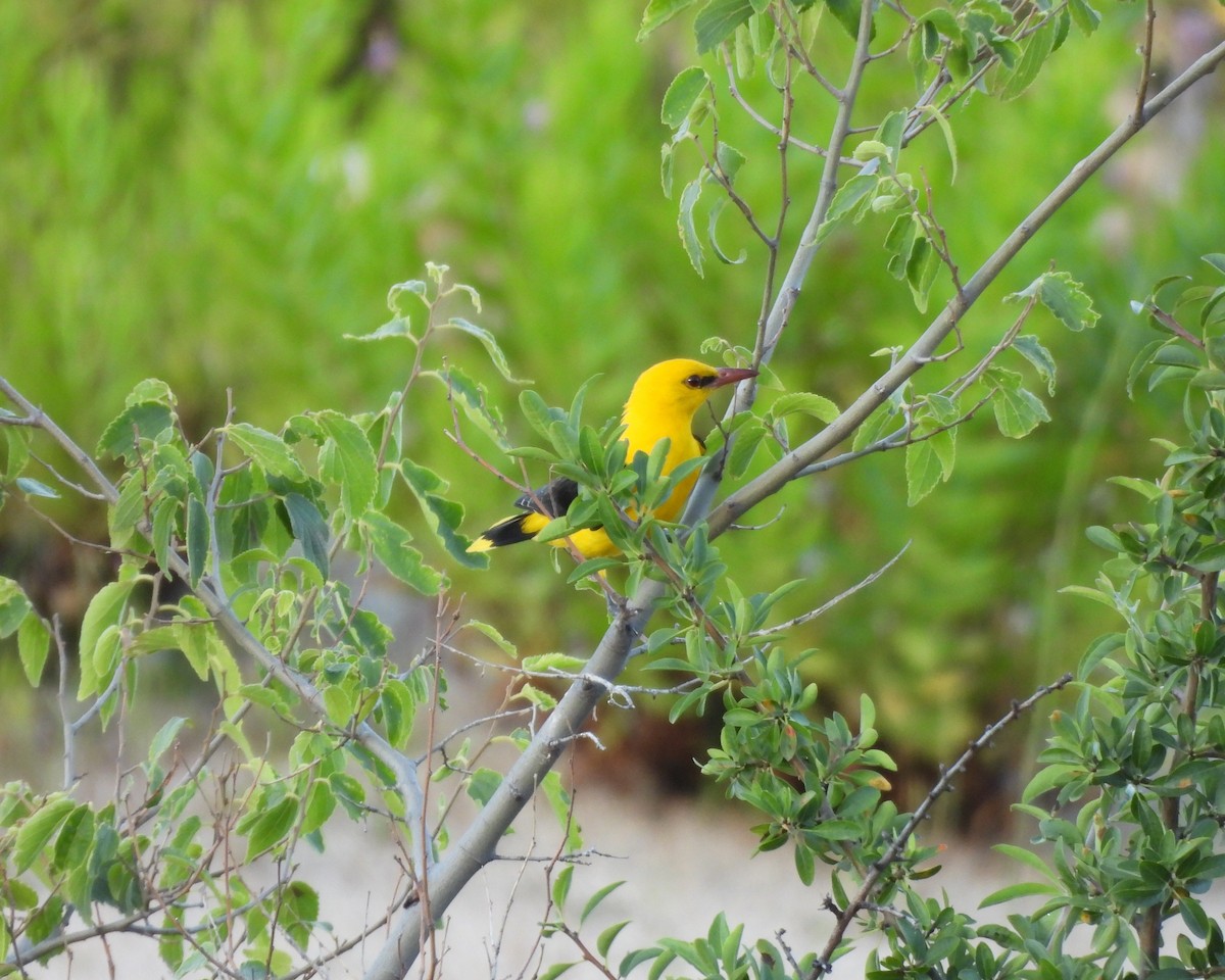 Eurasian Golden Oriole - ML620793278