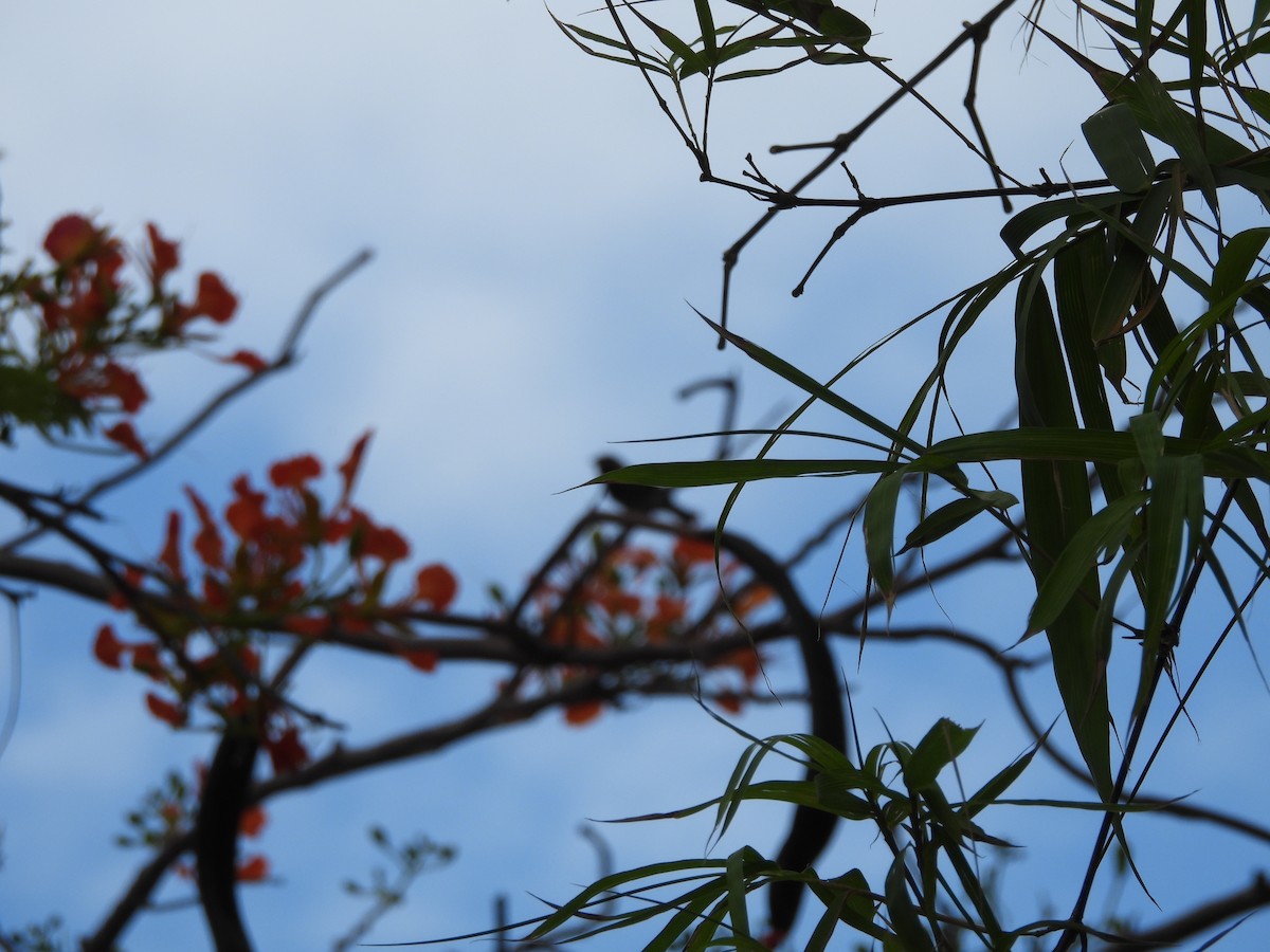 Grand Cayman Bullfinch - ML620793289