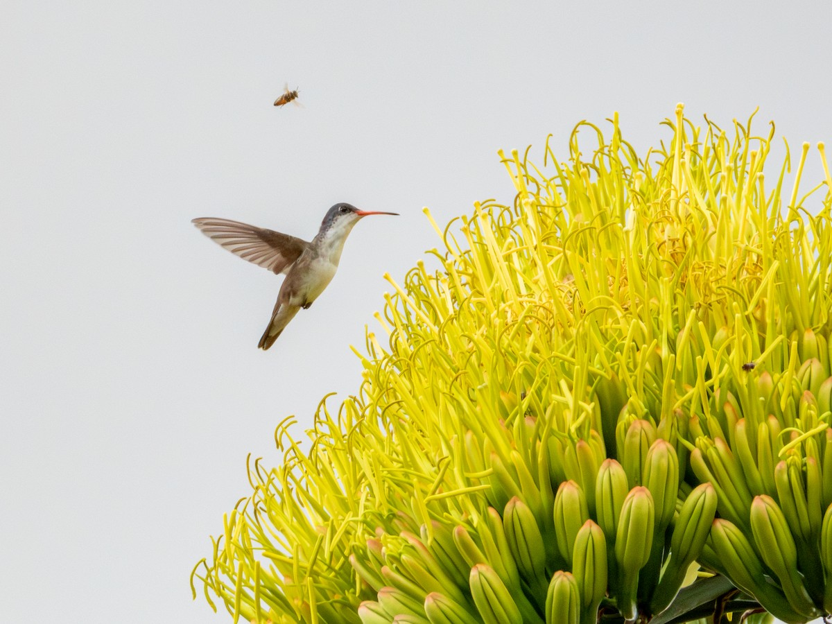 Violet-crowned Hummingbird - ML620793290