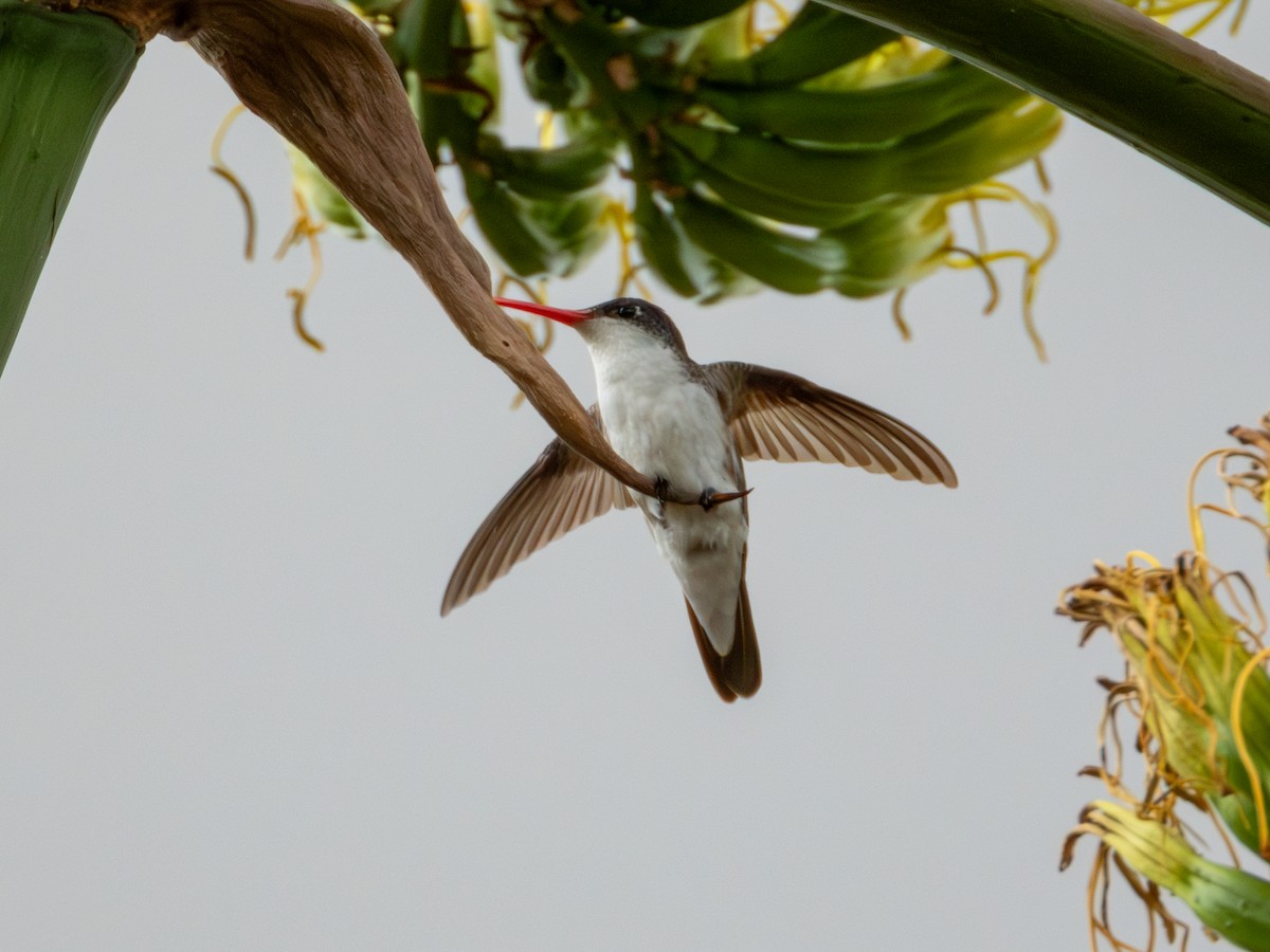 Violet-crowned Hummingbird - ML620793291