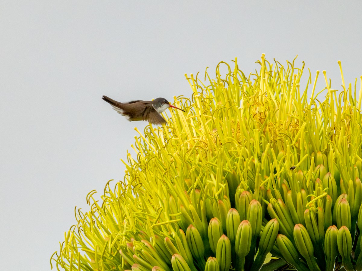 Violet-crowned Hummingbird - ML620793294