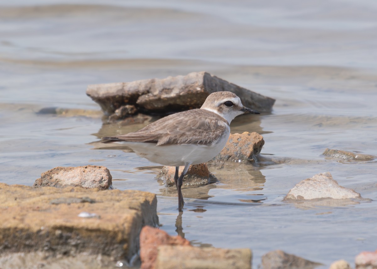 Kentish Plover (Kentish) - ML620793295